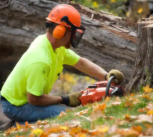 tree services Keeseville